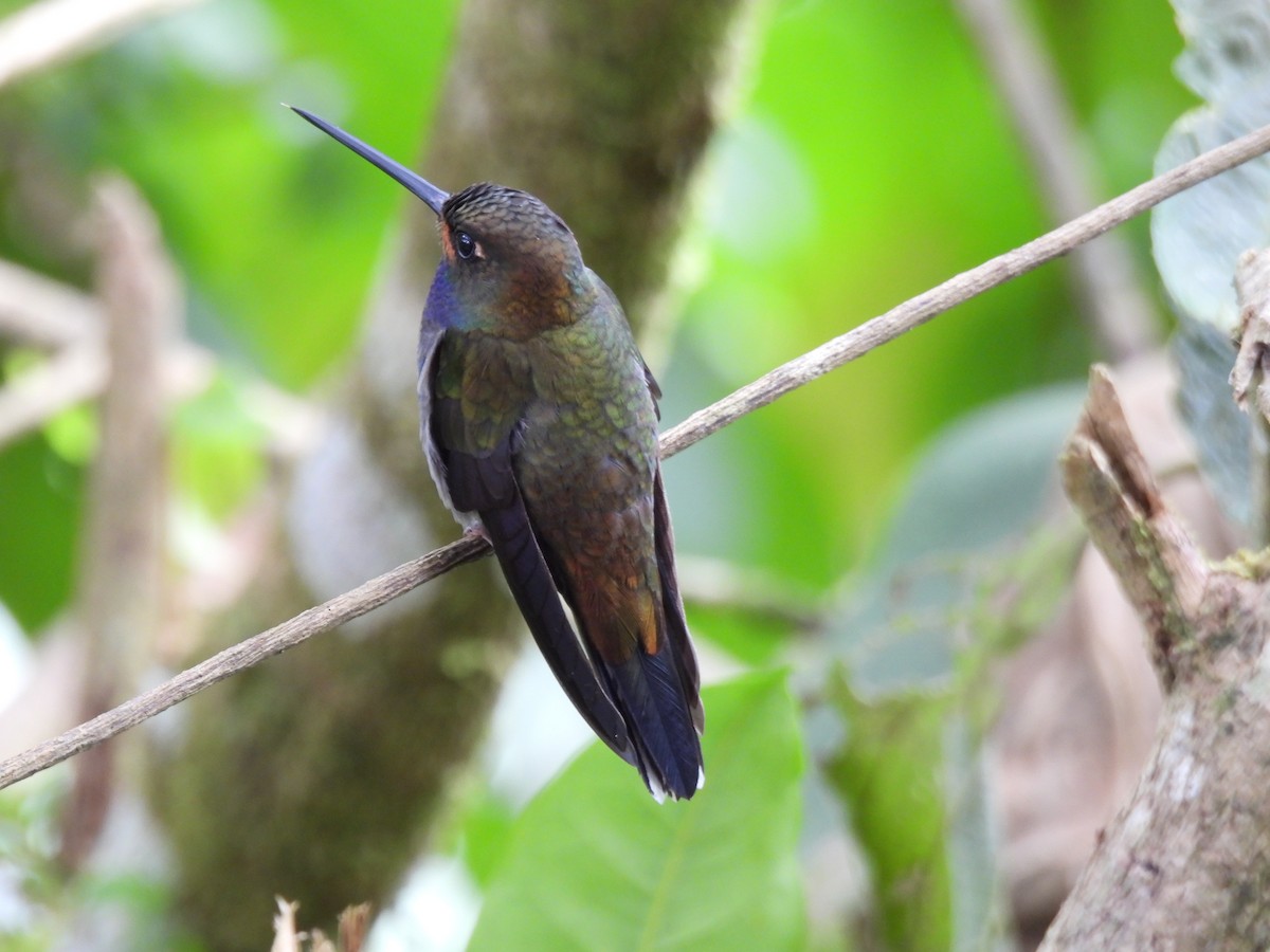 Rufous-gaped Hillstar - ML642745548