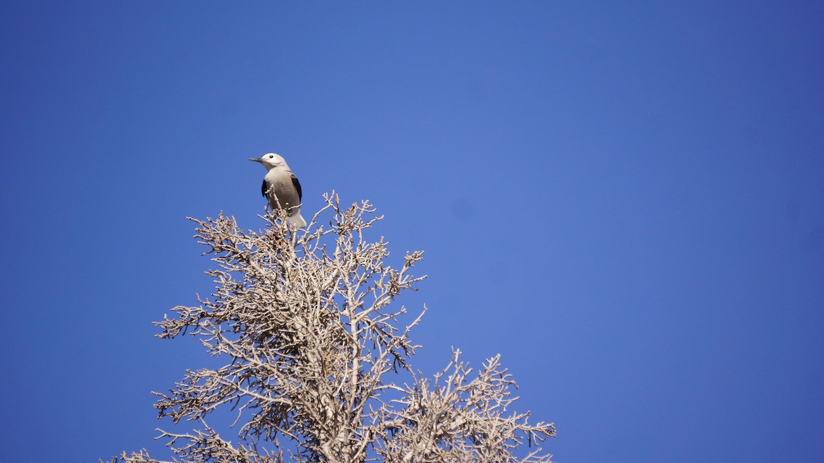 Clark's Nutcracker - ML642745550