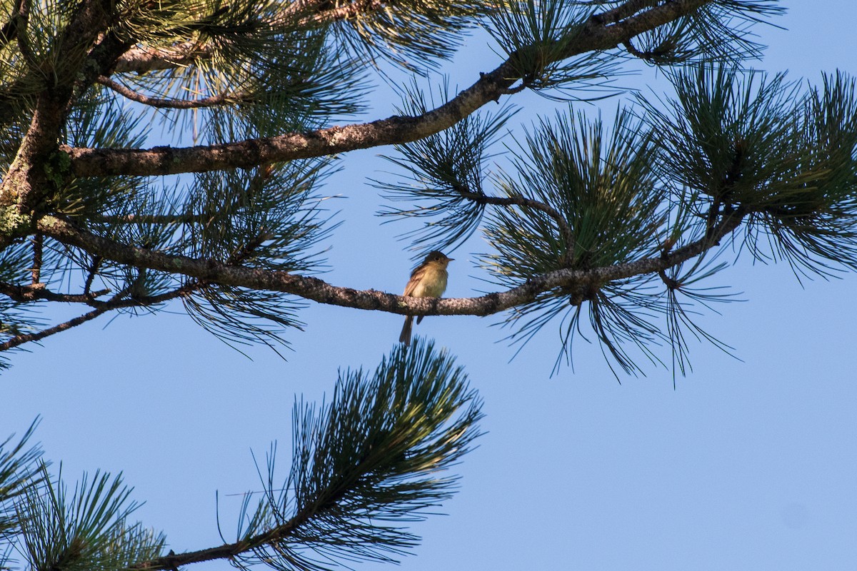 Western Flycatcher - ML642745552