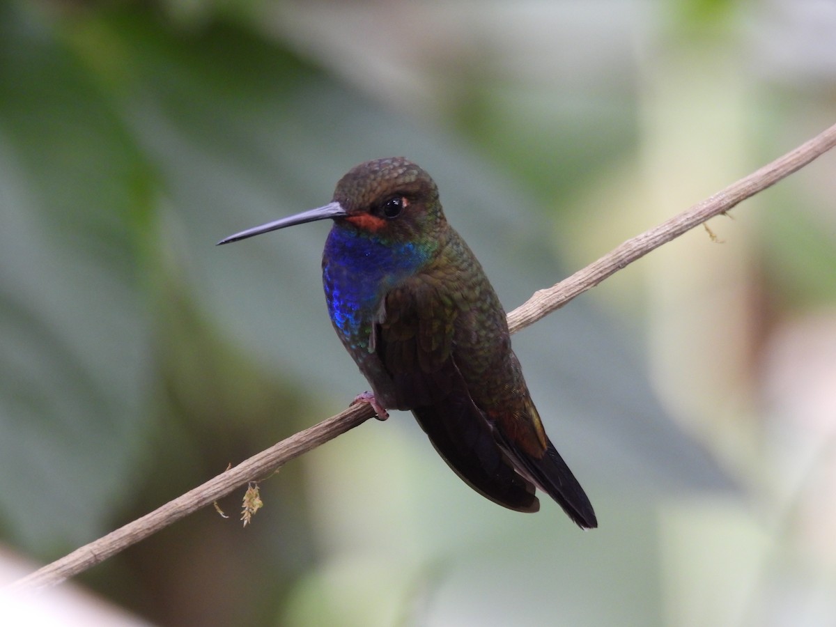 Rufous-gaped Hillstar - ML642745553