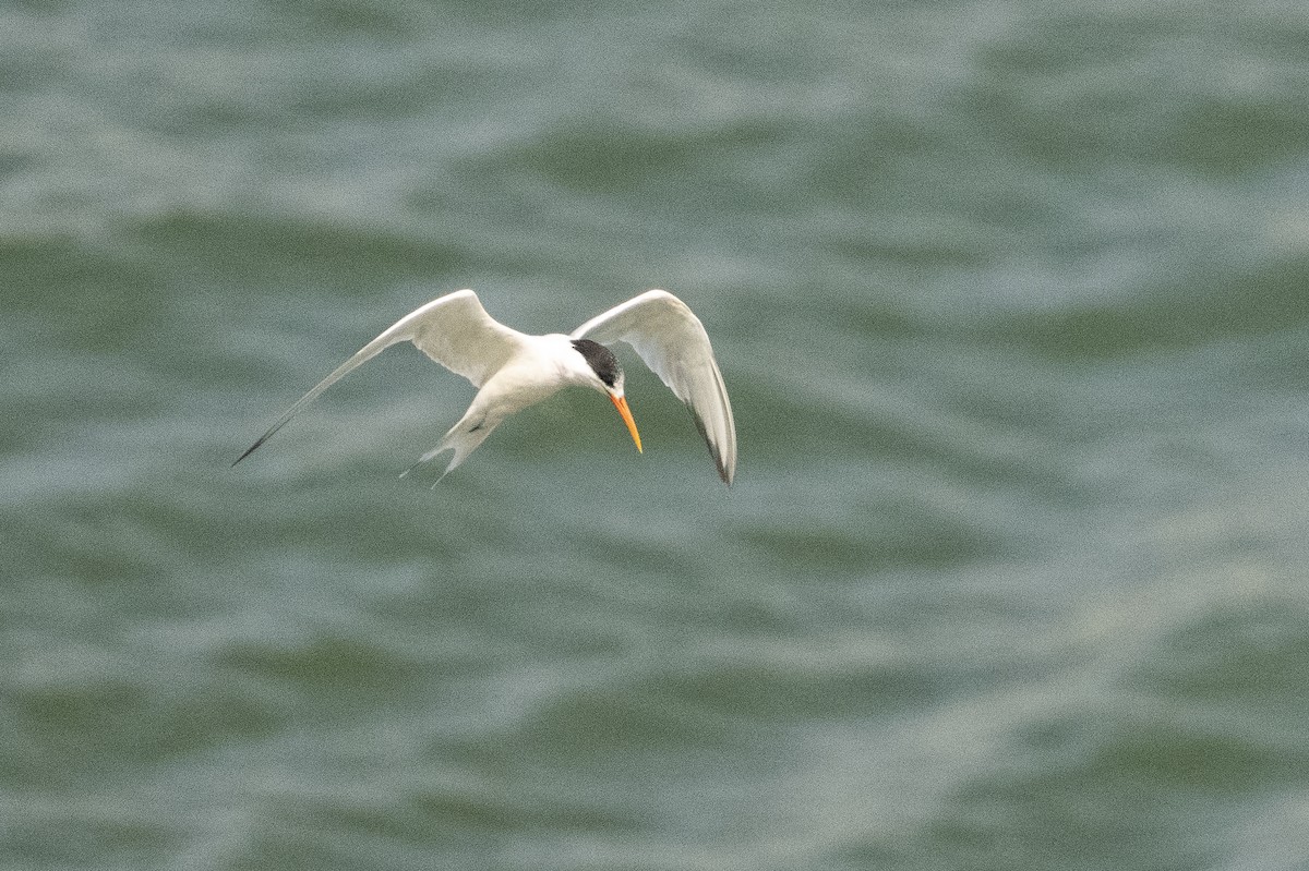 Elegant Tern - ML642745568
