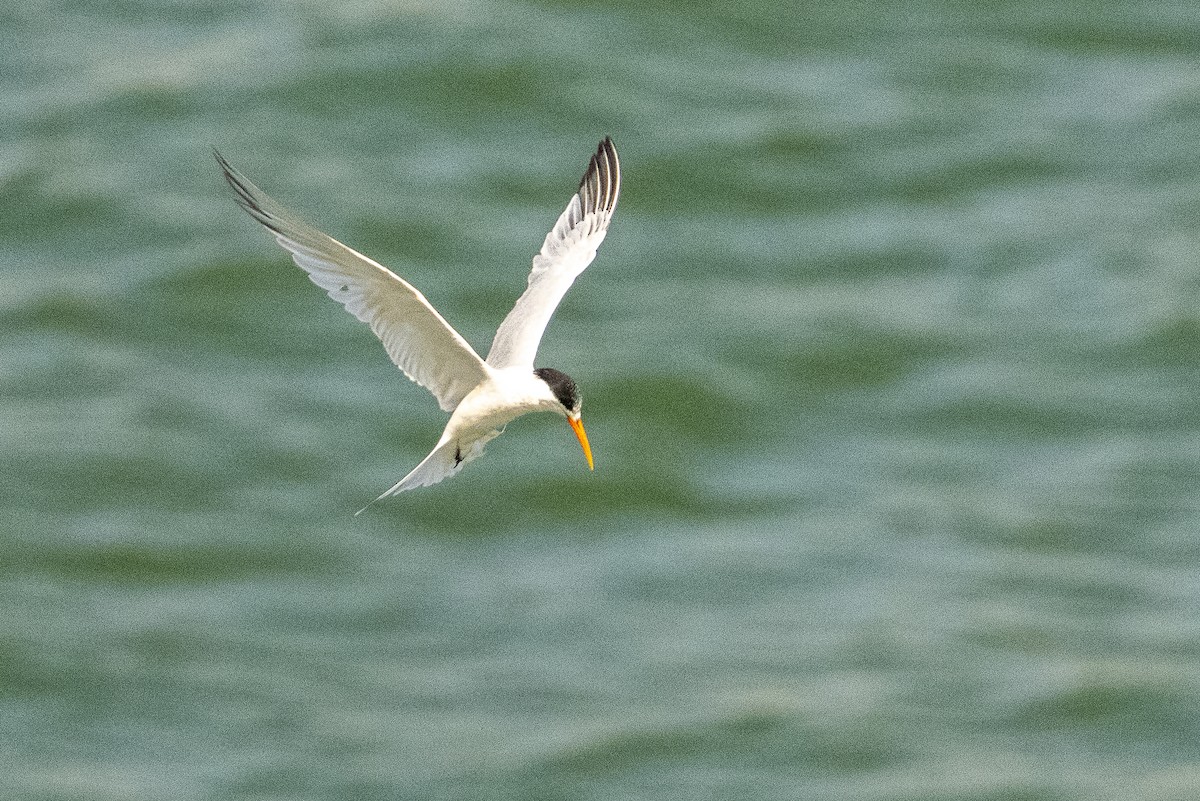 Elegant Tern - ML642745574