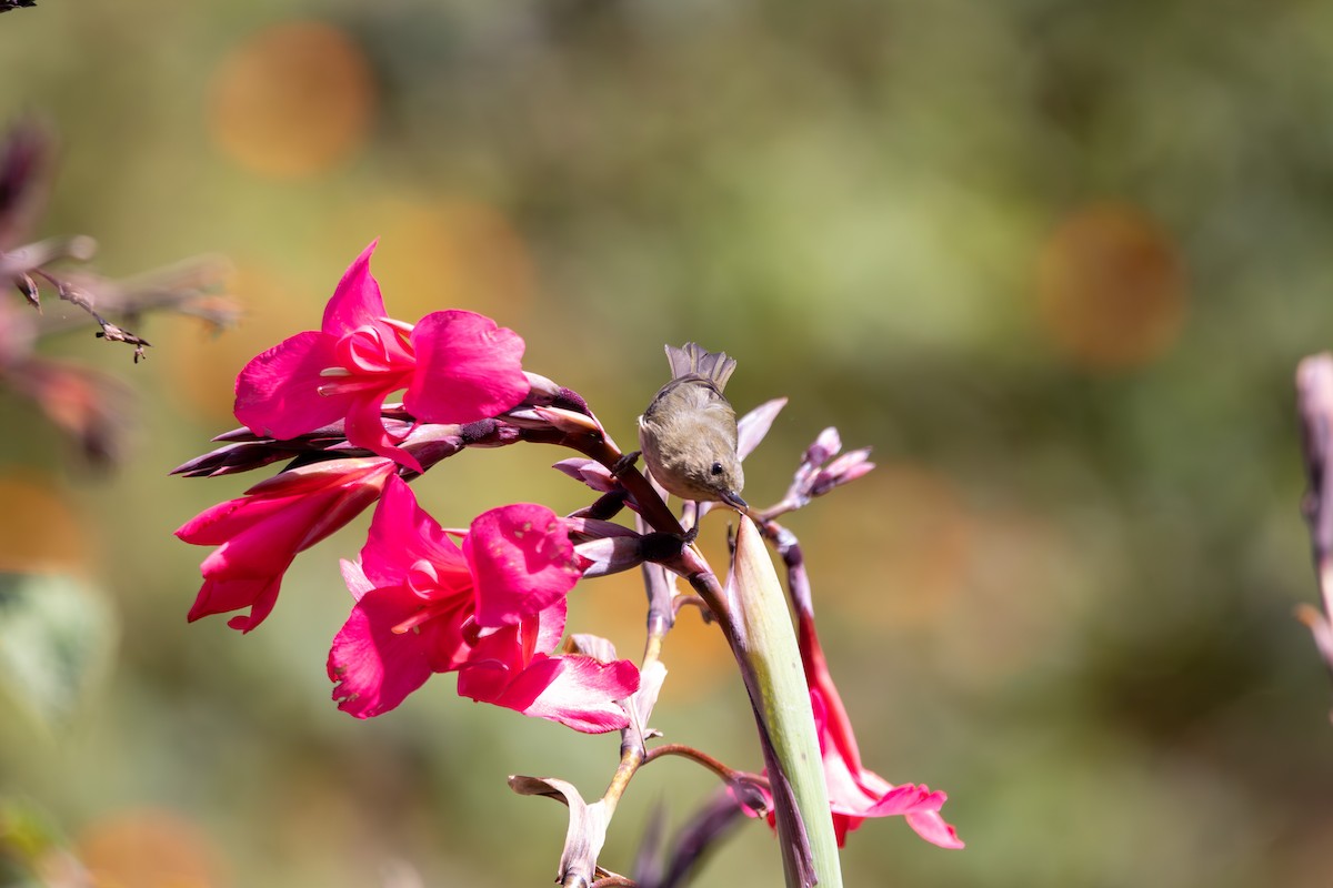 Slaty Flowerpiercer - ML642745576