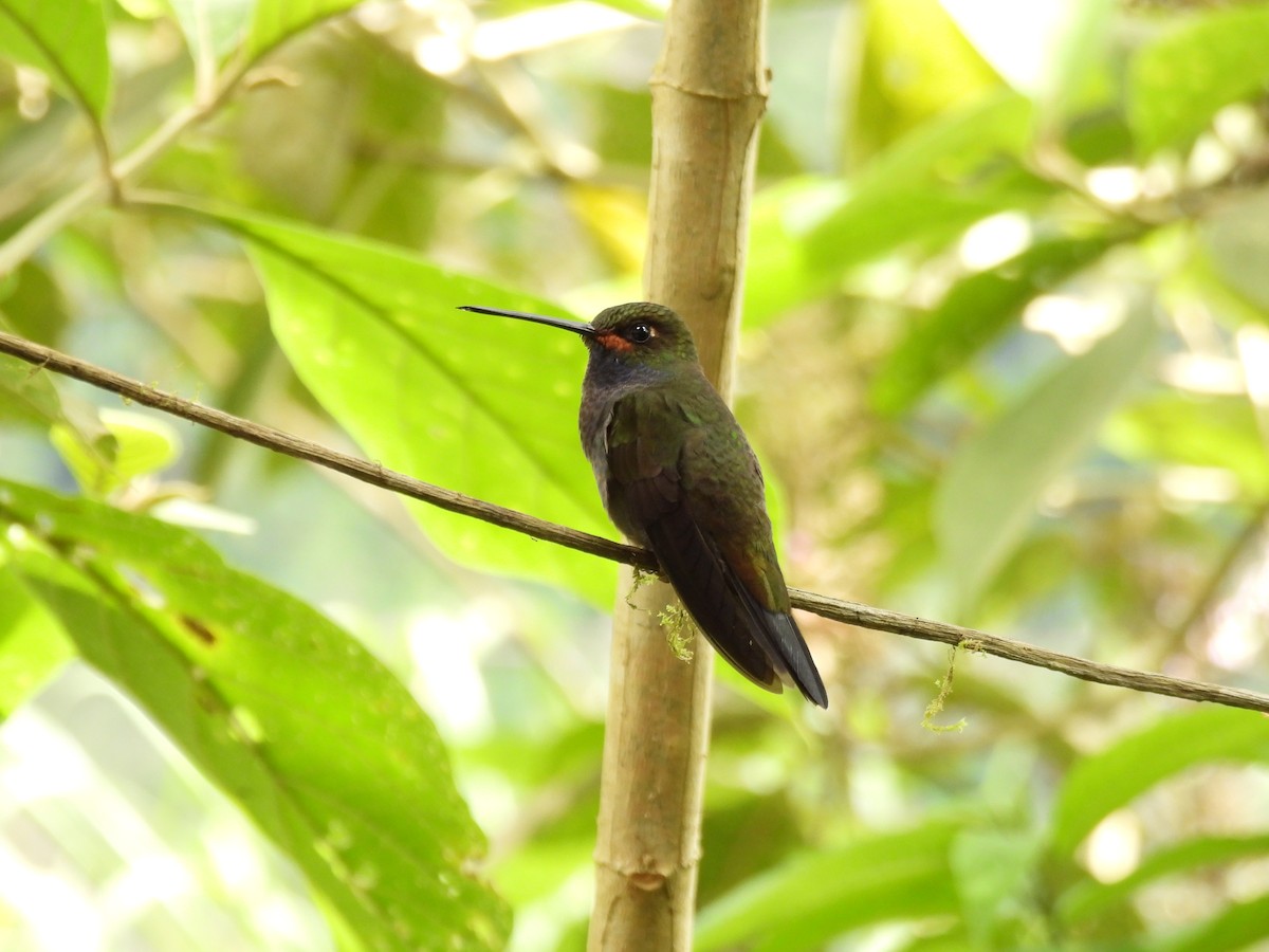 Rufous-gaped Hillstar - ML642745600
