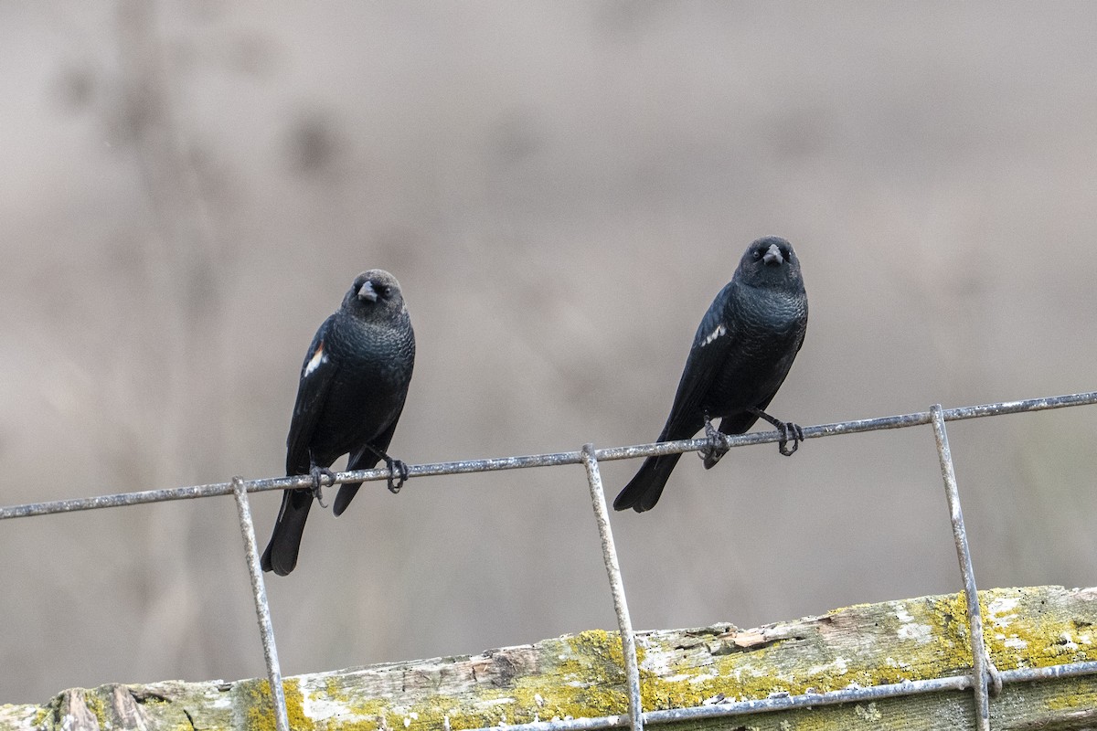 Tricolored Blackbird - ML642745640