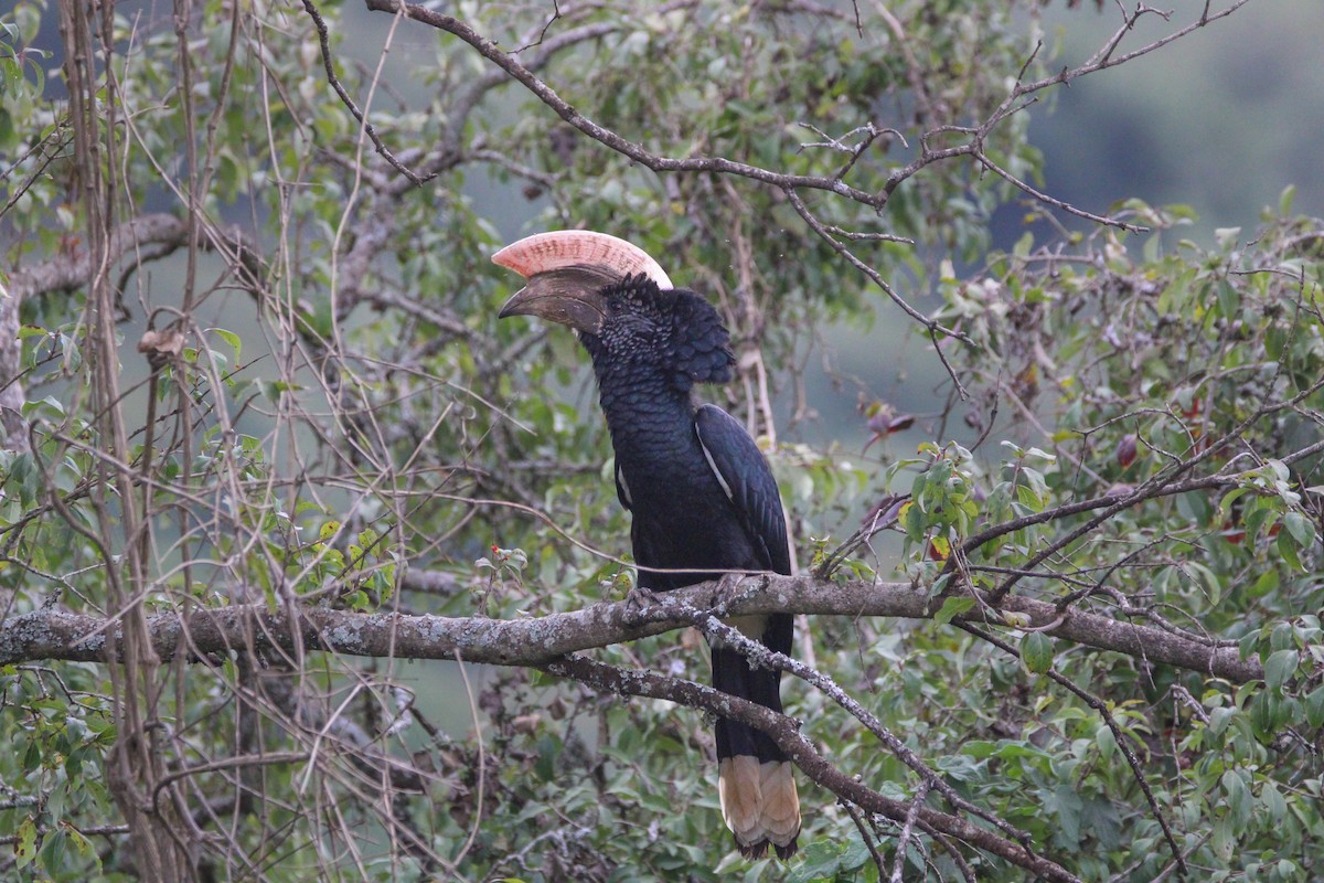 Silberwangen-Hornvogel - ML642745642