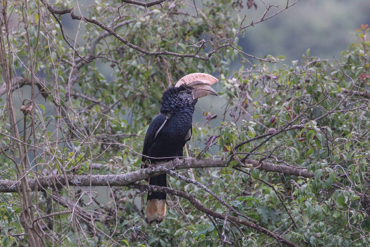 Silberwangen-Hornvogel - ML642745643
