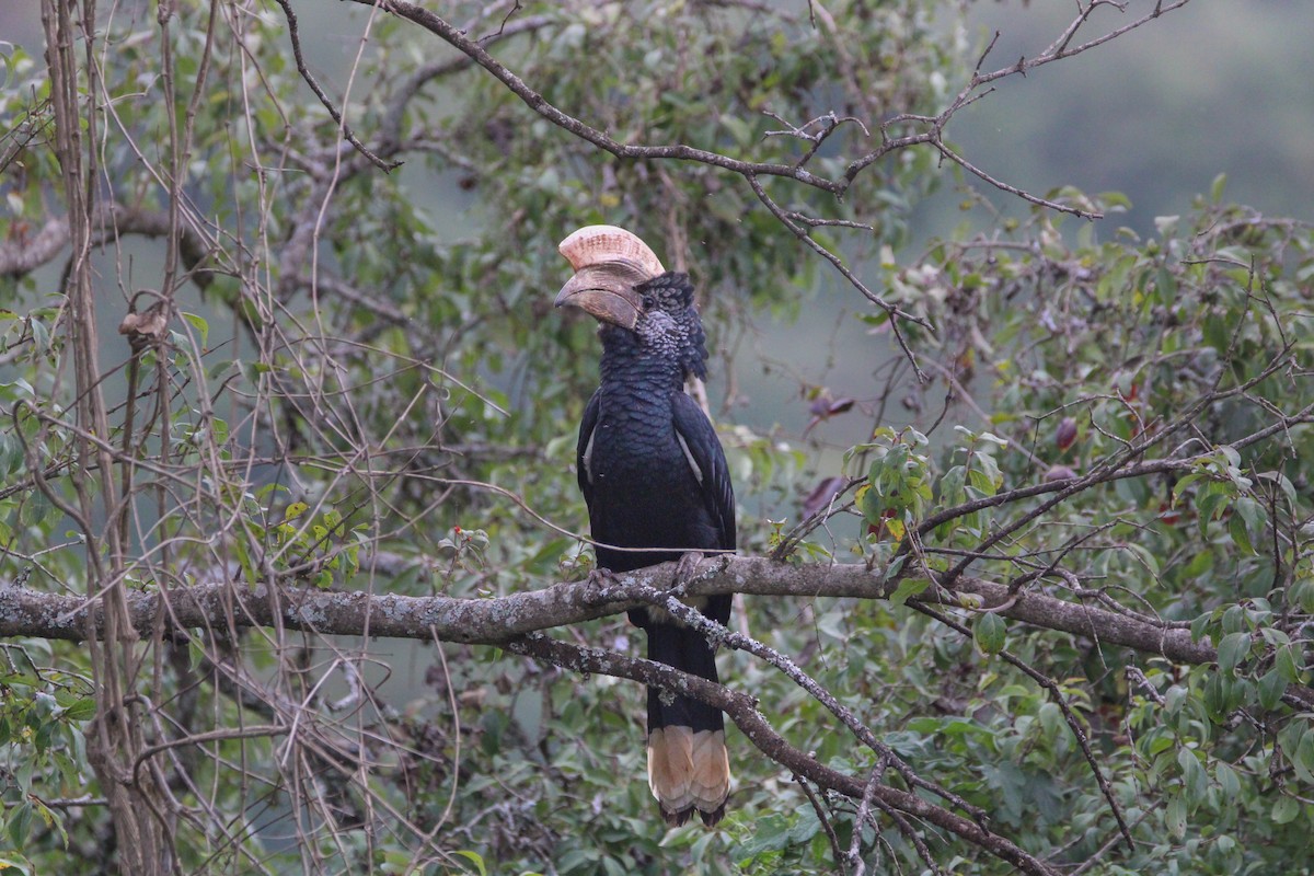 Silberwangen-Hornvogel - ML642745644