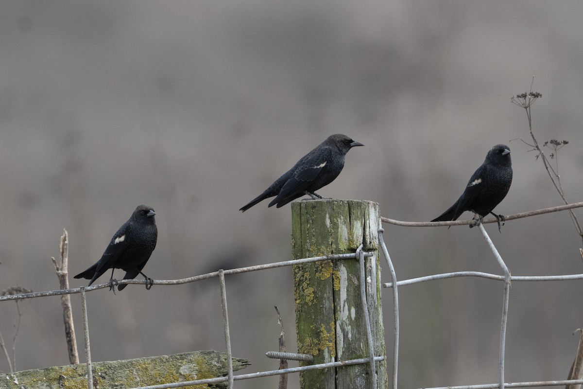 Tricolored Blackbird - ML642745656