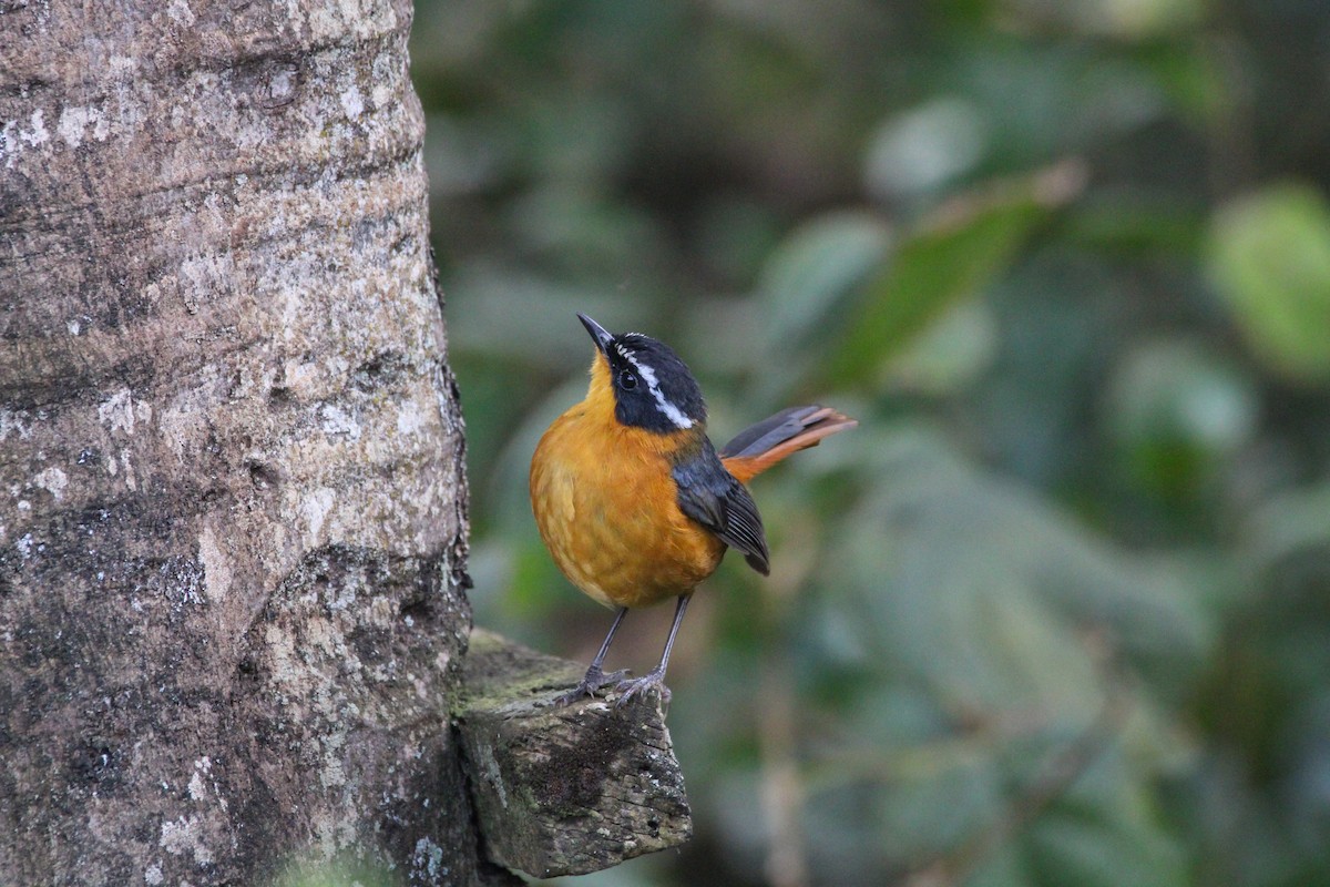 Cape Robin-Chat - ML642745658