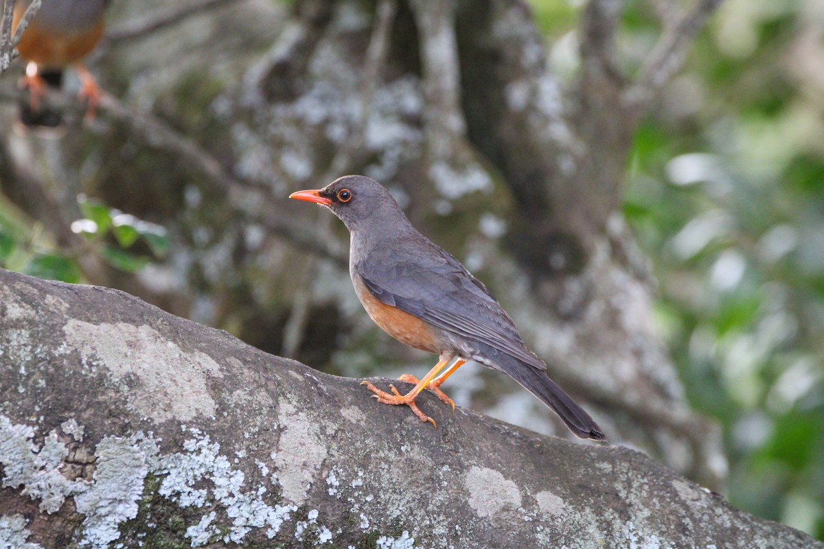 Merle abyssinien - ML642745659