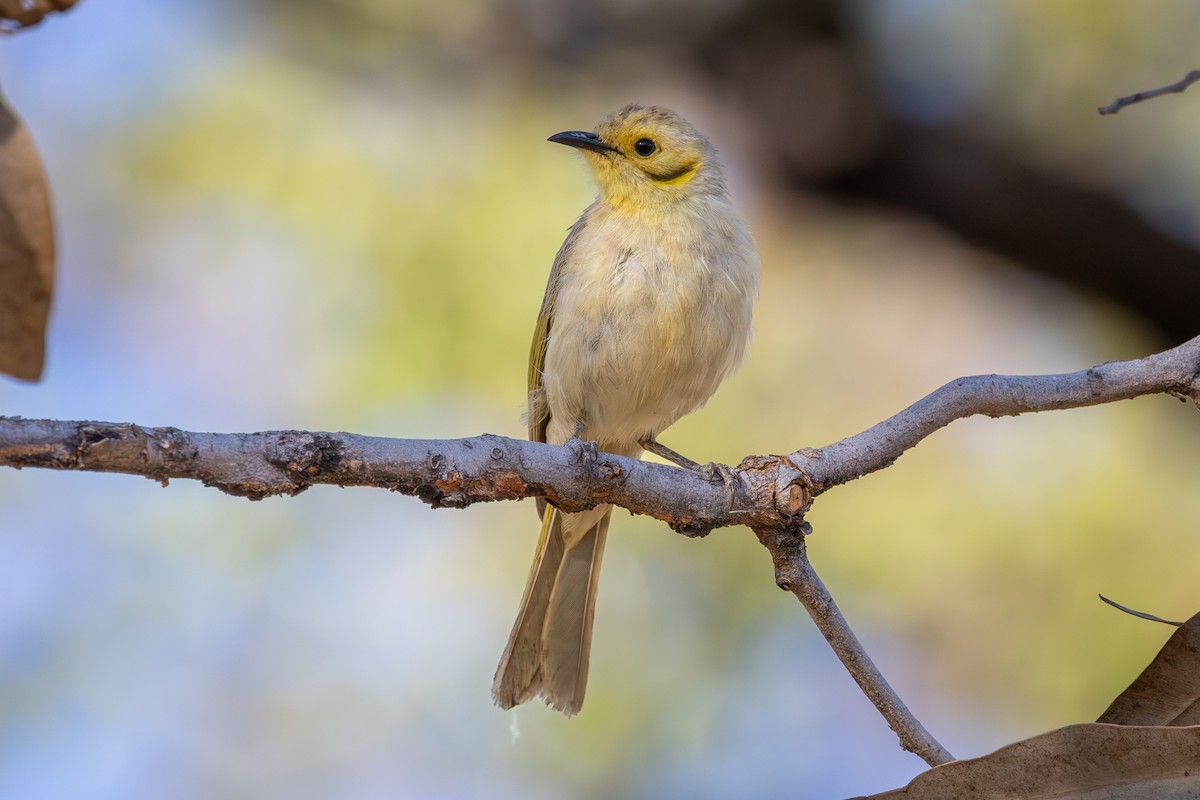 Yellow-tinted Honeyeater - ML642745668