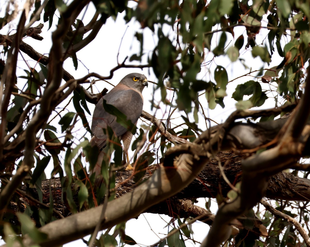 Brown Goshawk - ML642745680