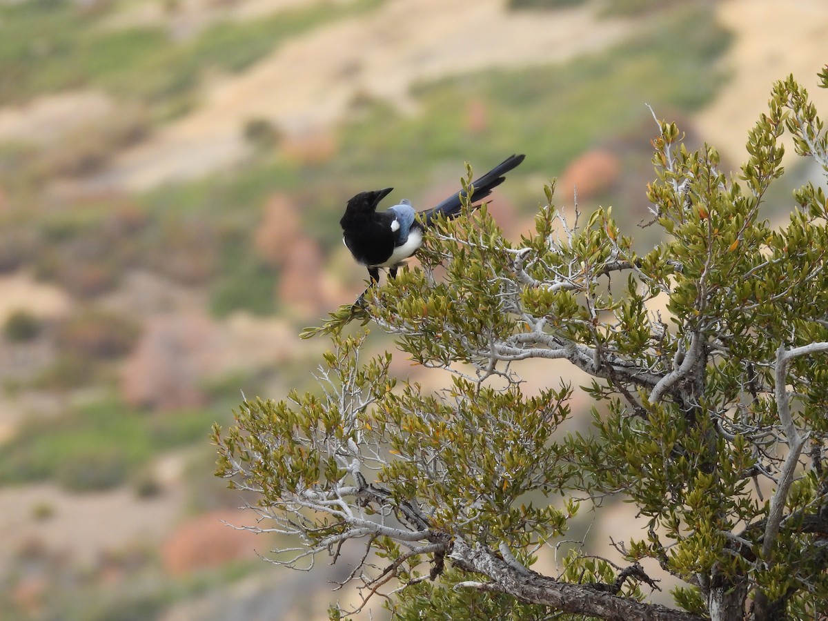 Black-billed Magpie - ML642745681