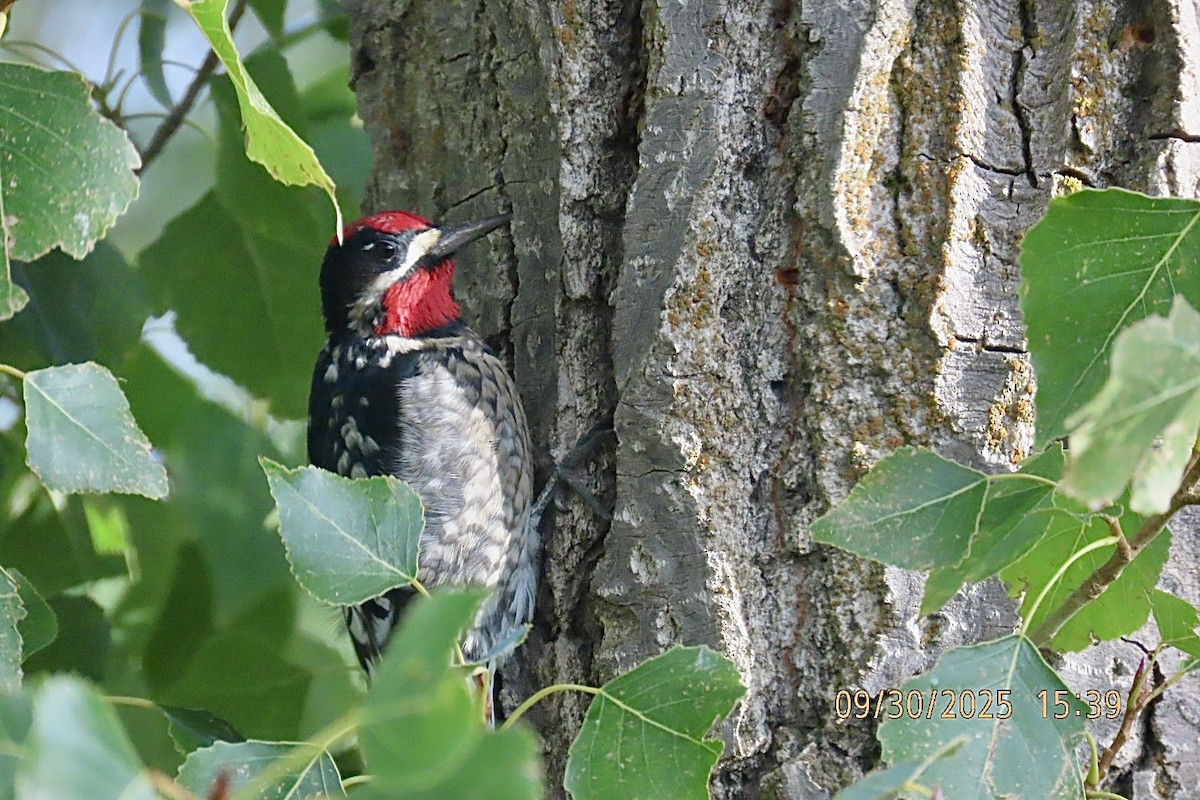 Red-naped Sapsucker - ML642745683
