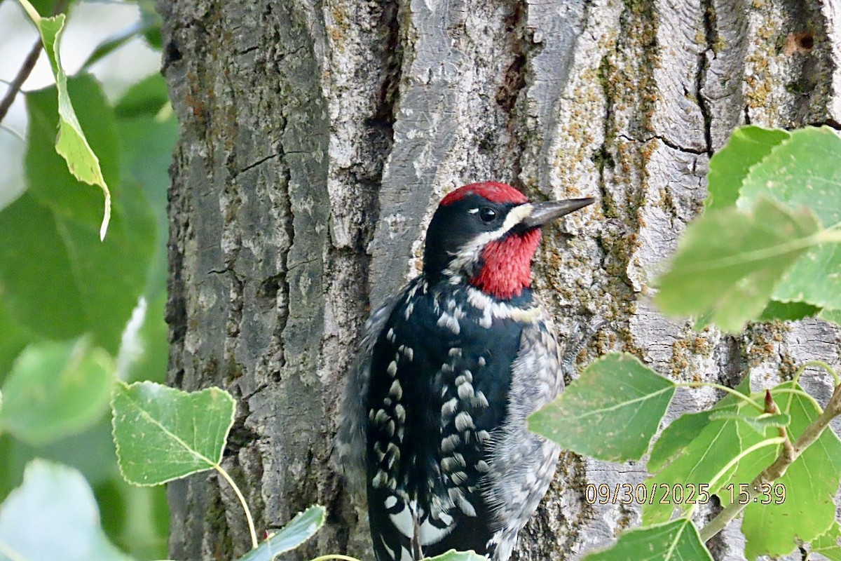 Red-naped Sapsucker - ML642745684