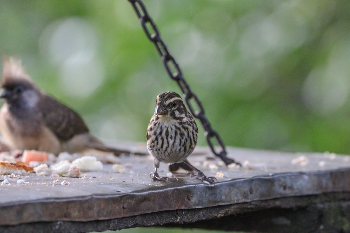 Streaky Seedeater - ML642745689
