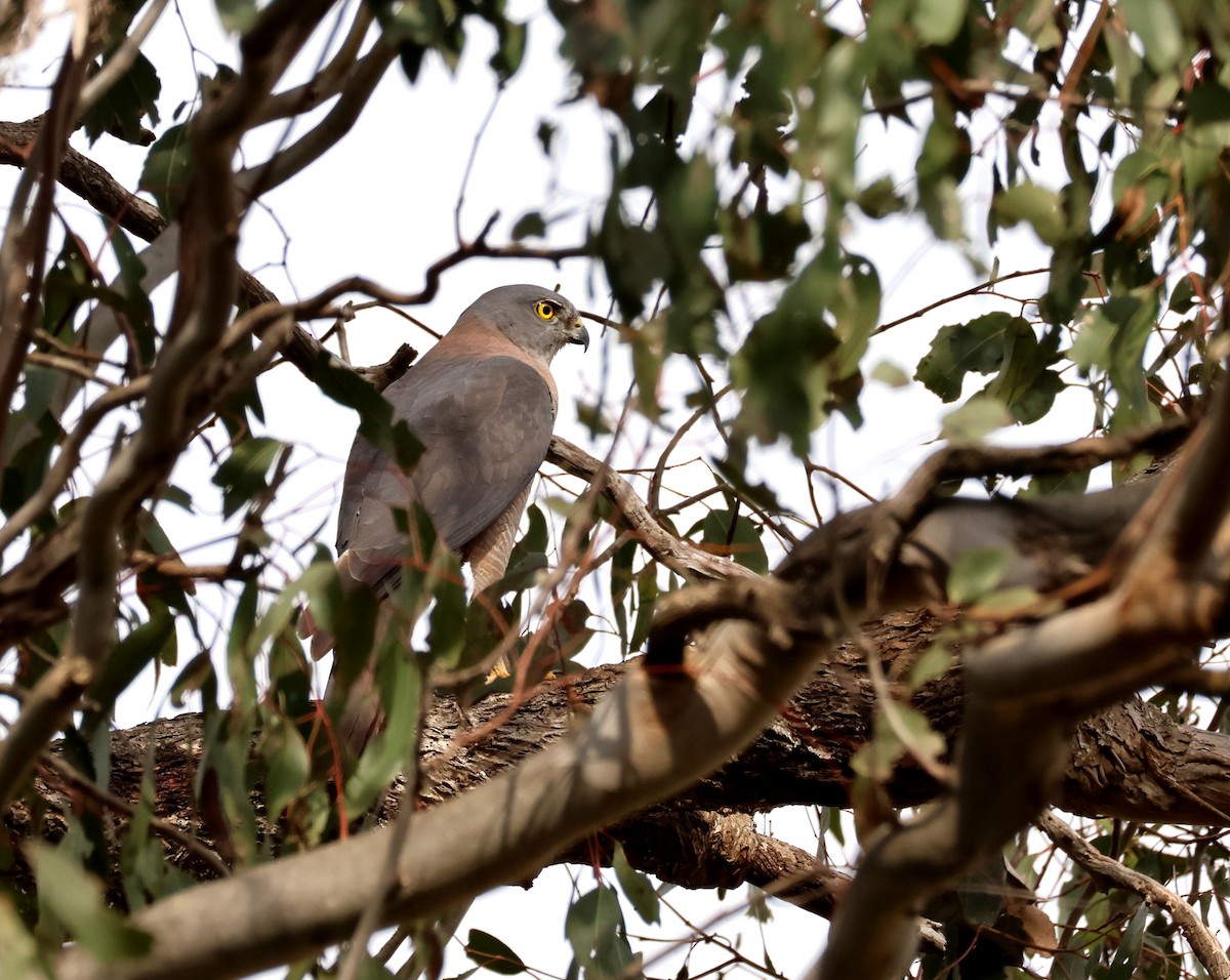 Brown Goshawk - ML642745693