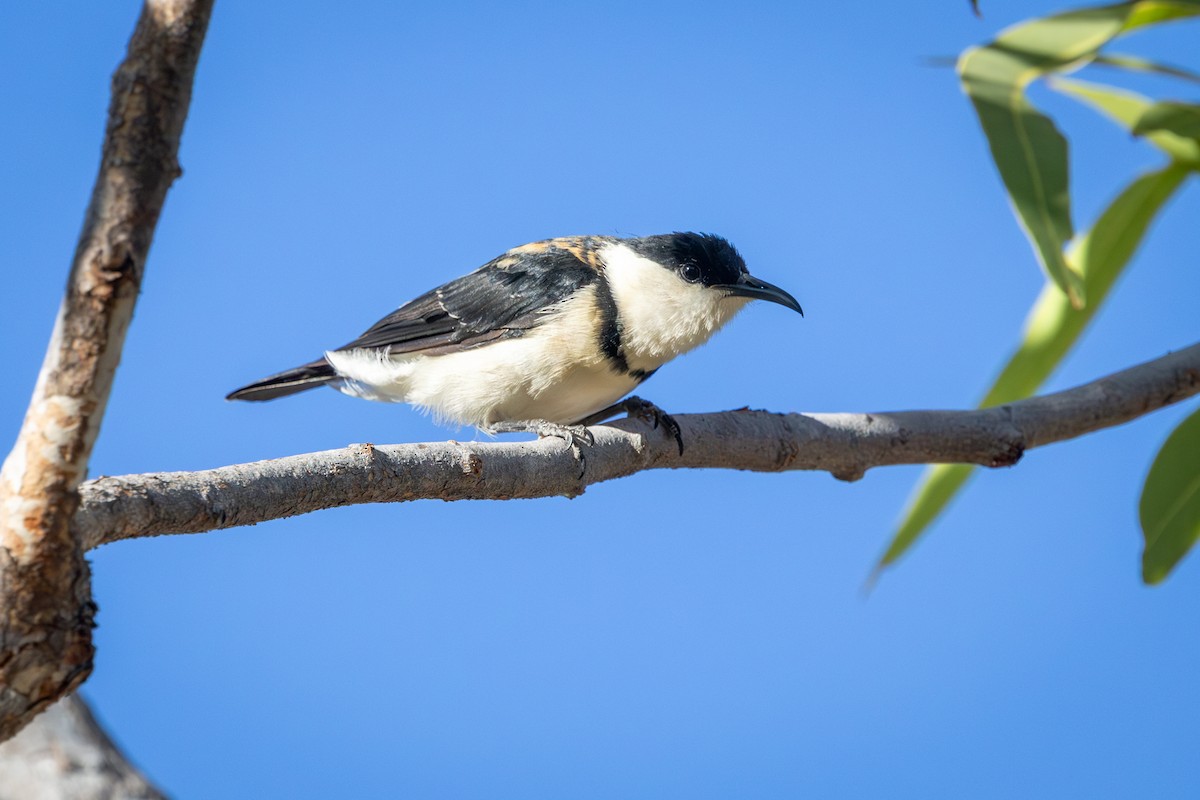 Banded Honeyeater - ML642745695