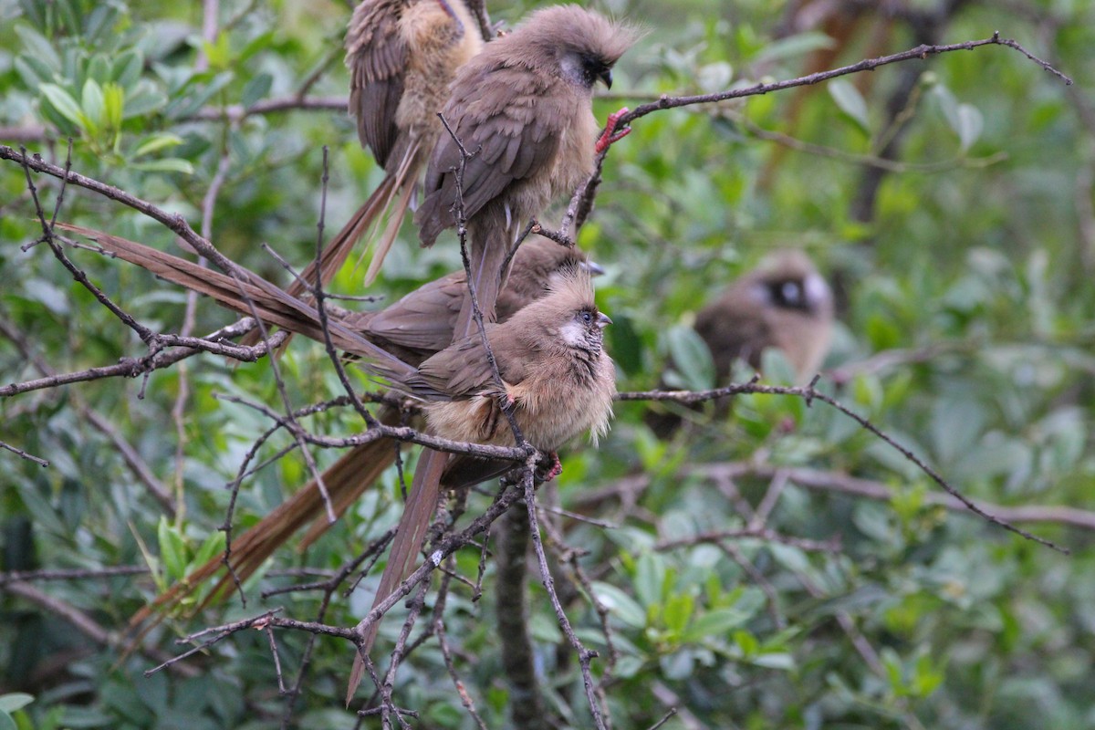 Speckled Mousebird - ML642745698