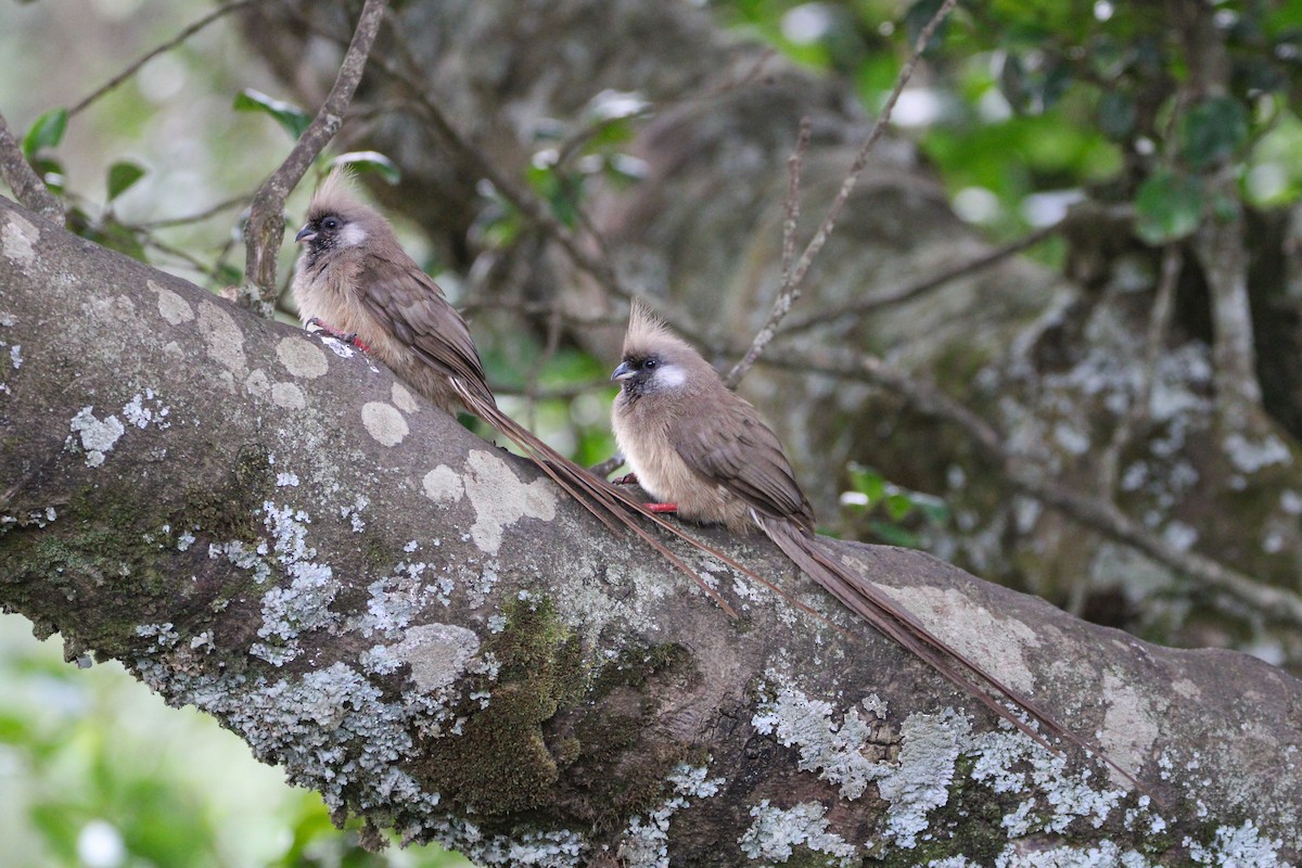 Speckled Mousebird - ML642745699