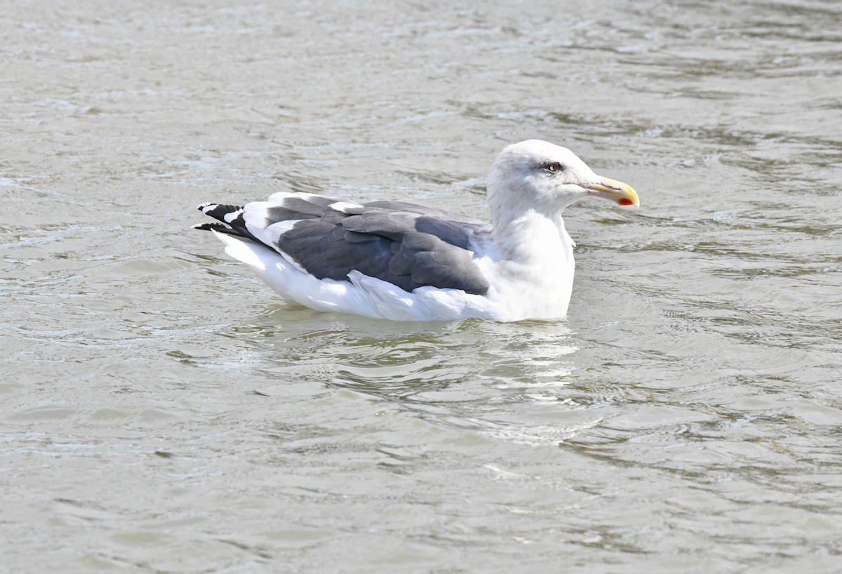 Slaty-backed Gull - ML642745704