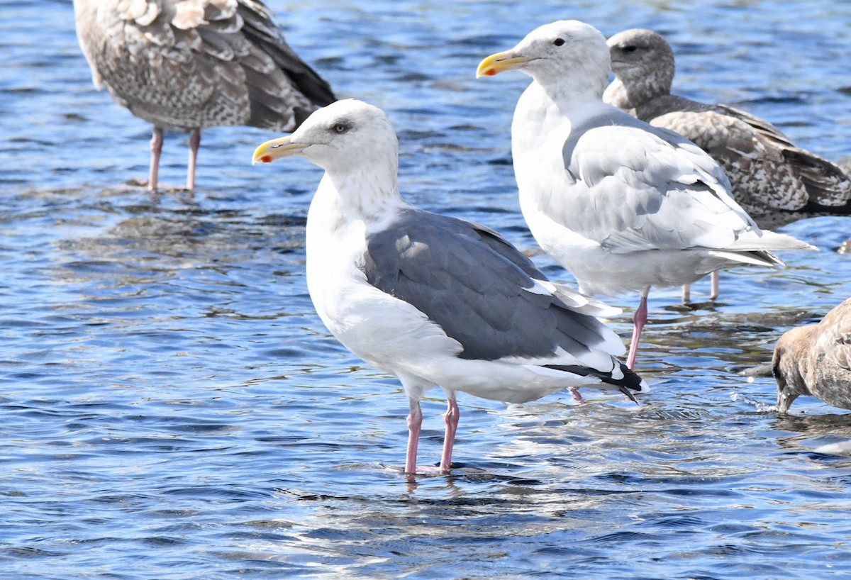 Slaty-backed Gull - ML642745709