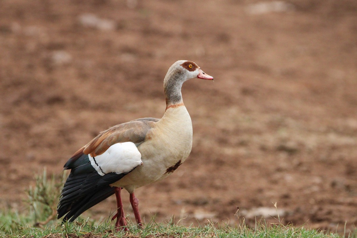 Egyptian Goose - ML642745711