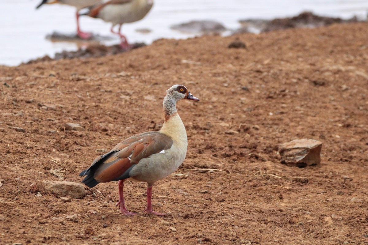 Egyptian Goose - ML642745712