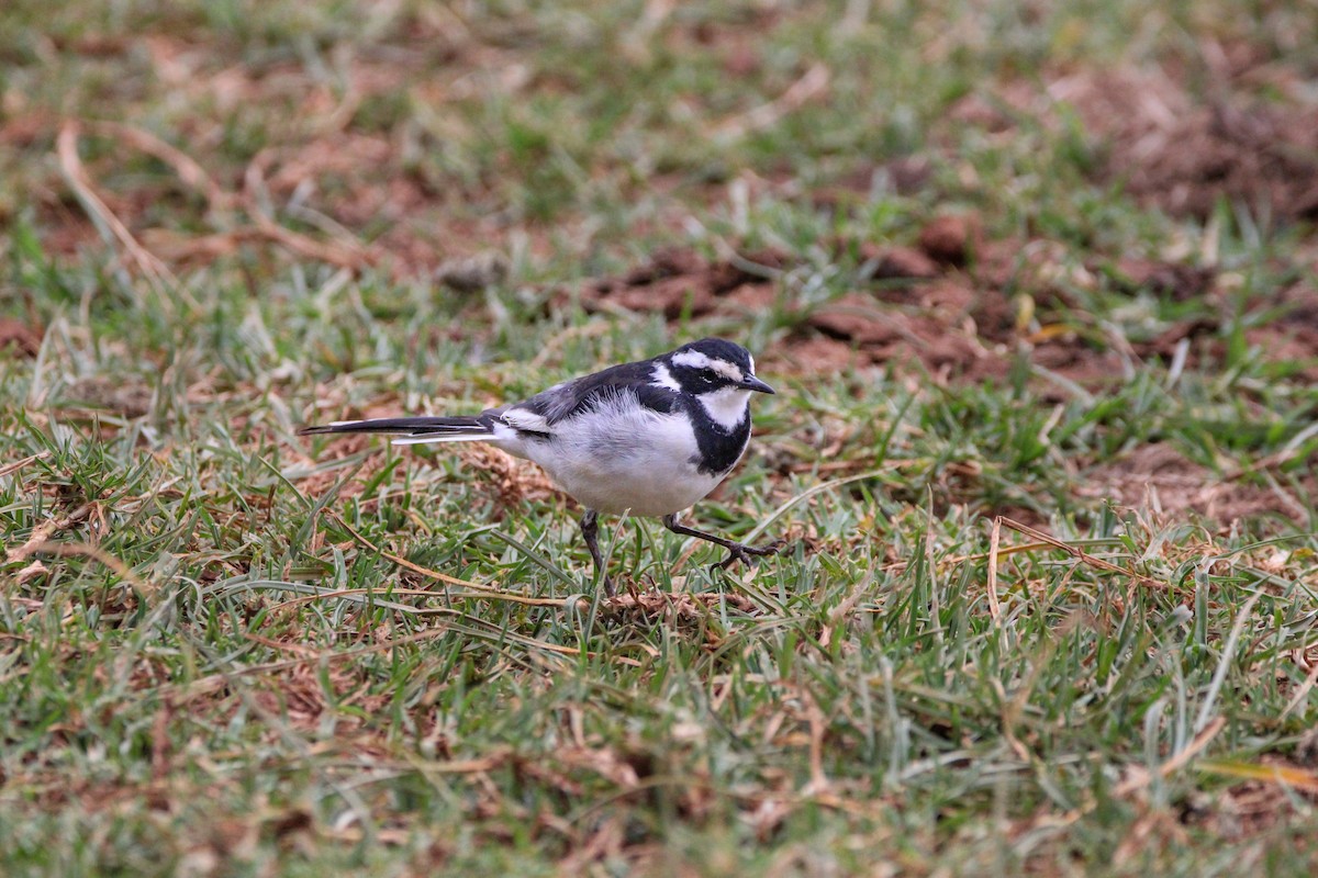 African Pied Wagtail - ML642745716