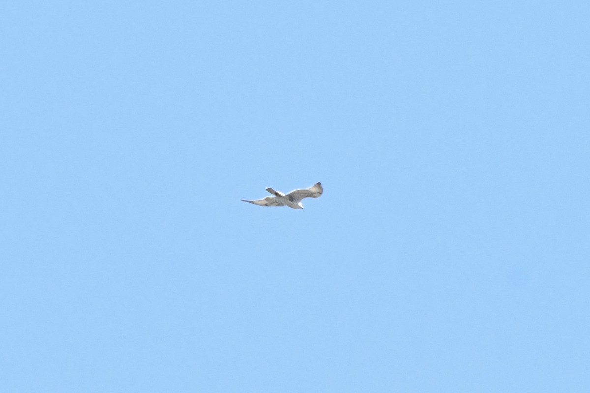 kongevåk - ML642745729