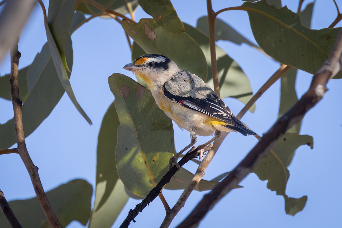 Red-browed Pardalote - ML642745732