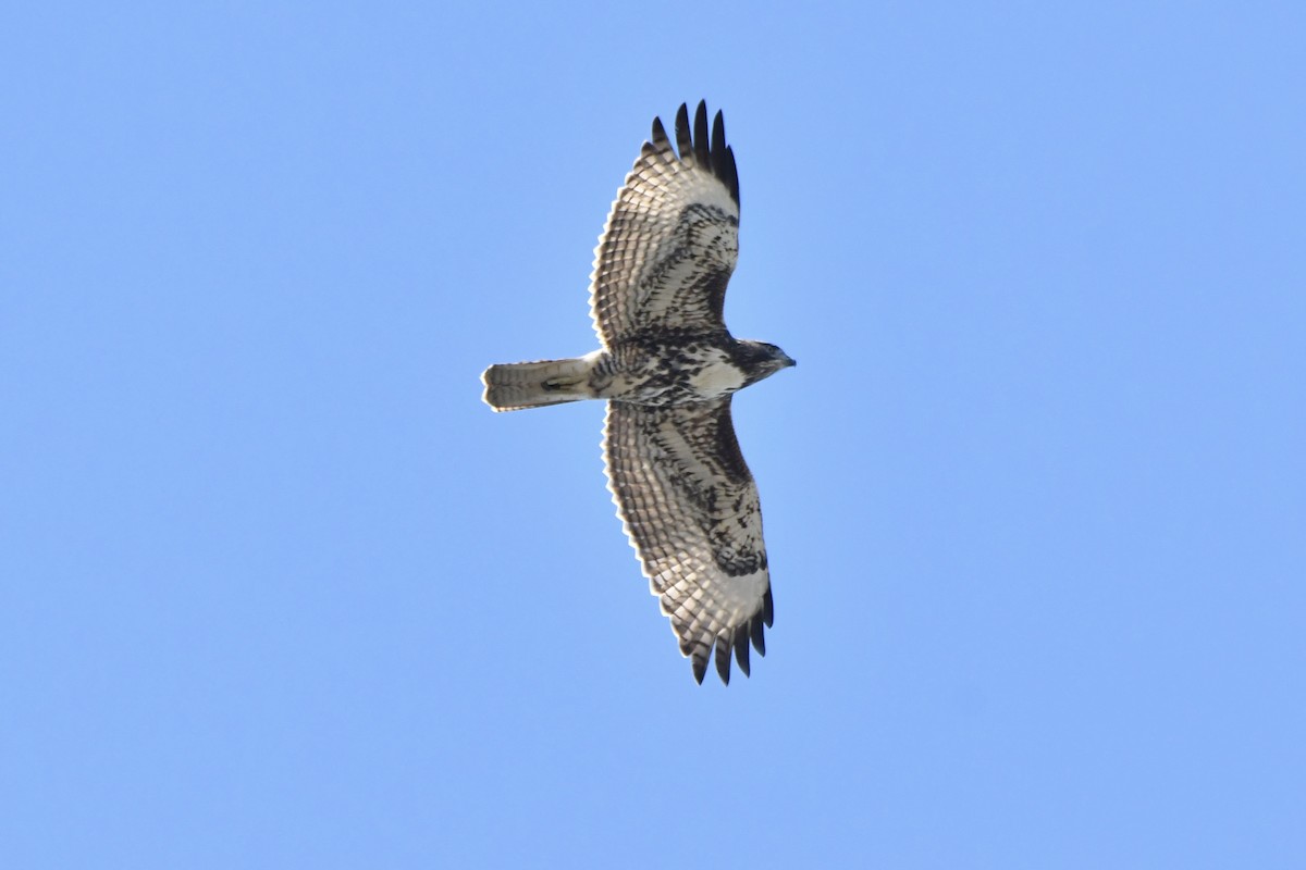 Red-tailed Hawk (calurus/alascensis) - ML642745733