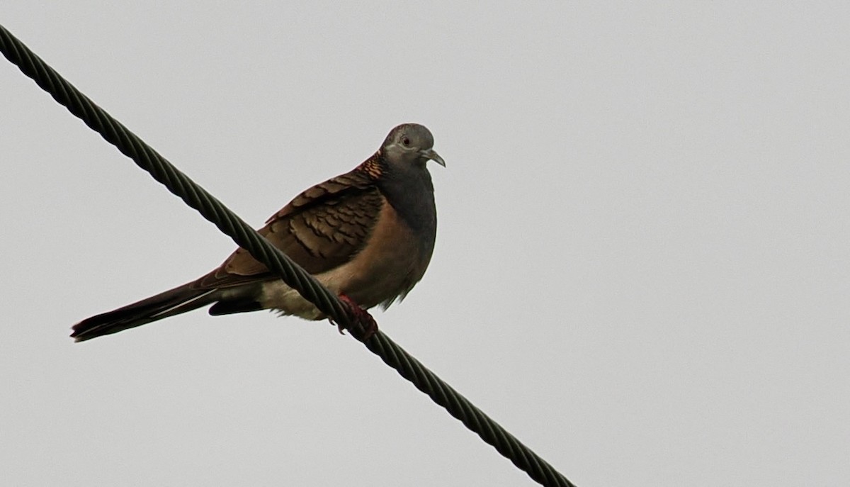 Bar-shouldered Dove - ML642745737