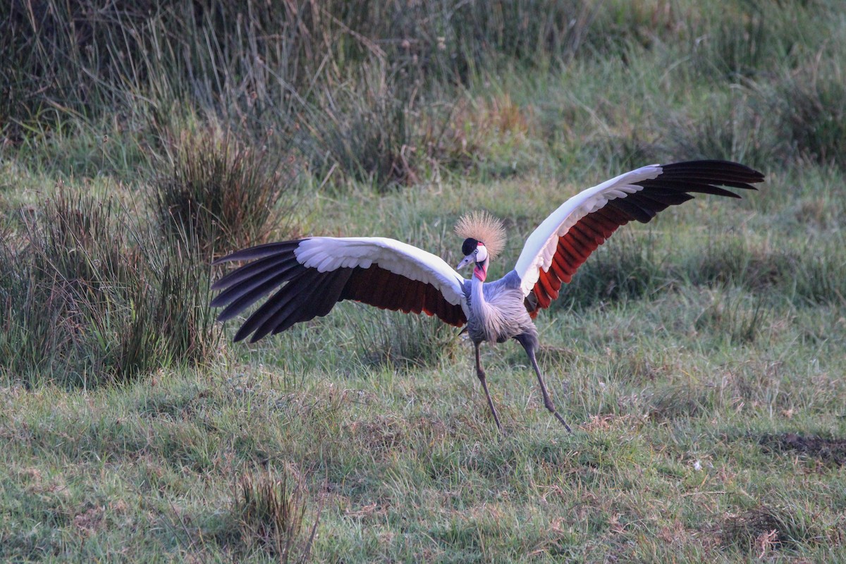 Gray Crowned-Crane - ML642745738
