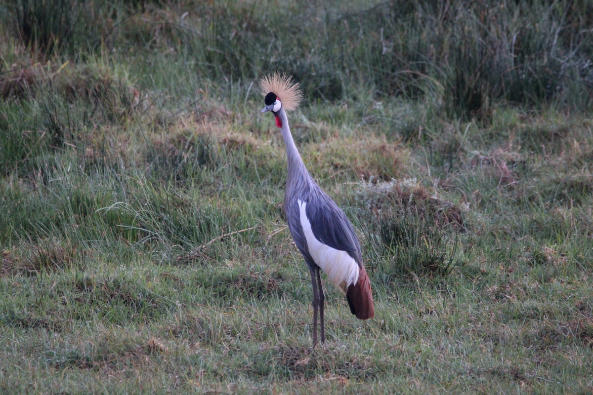 Gray Crowned-Crane - ML642745739