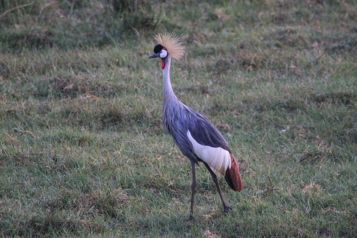 Gray Crowned-Crane - ML642745740