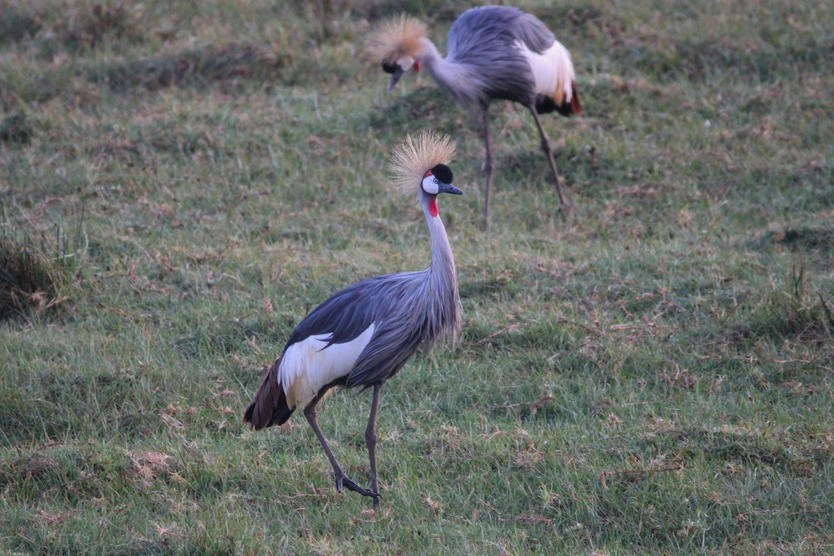 Gray Crowned-Crane - ML642745741