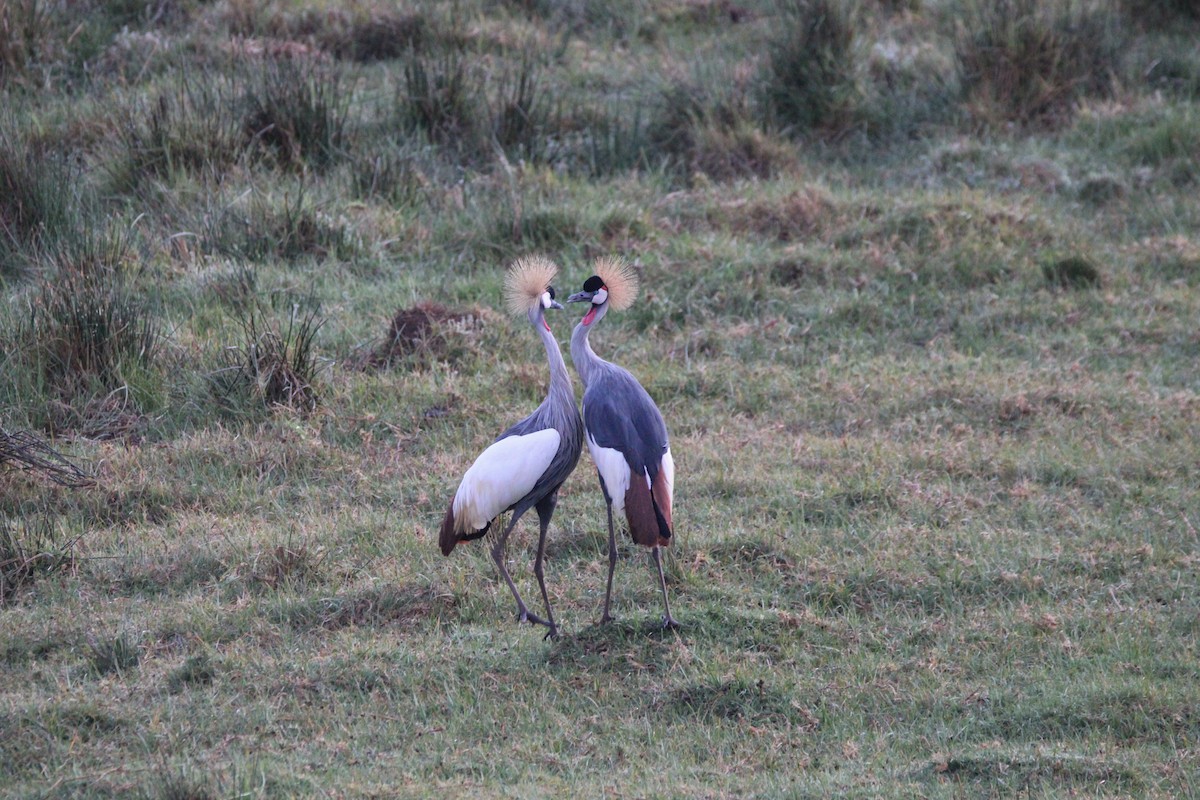 Gray Crowned-Crane - ML642745742