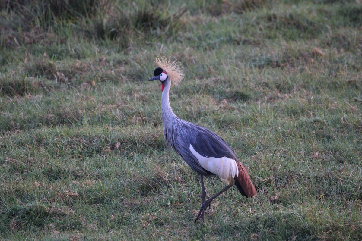 Gray Crowned-Crane - ML642745743