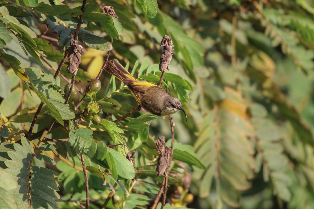 Golden-winged Sunbird - ML642745750