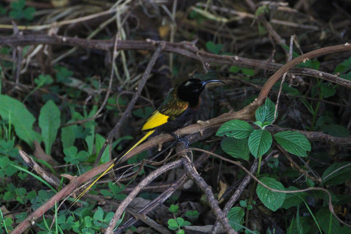 Golden-winged Sunbird - ML642745751
