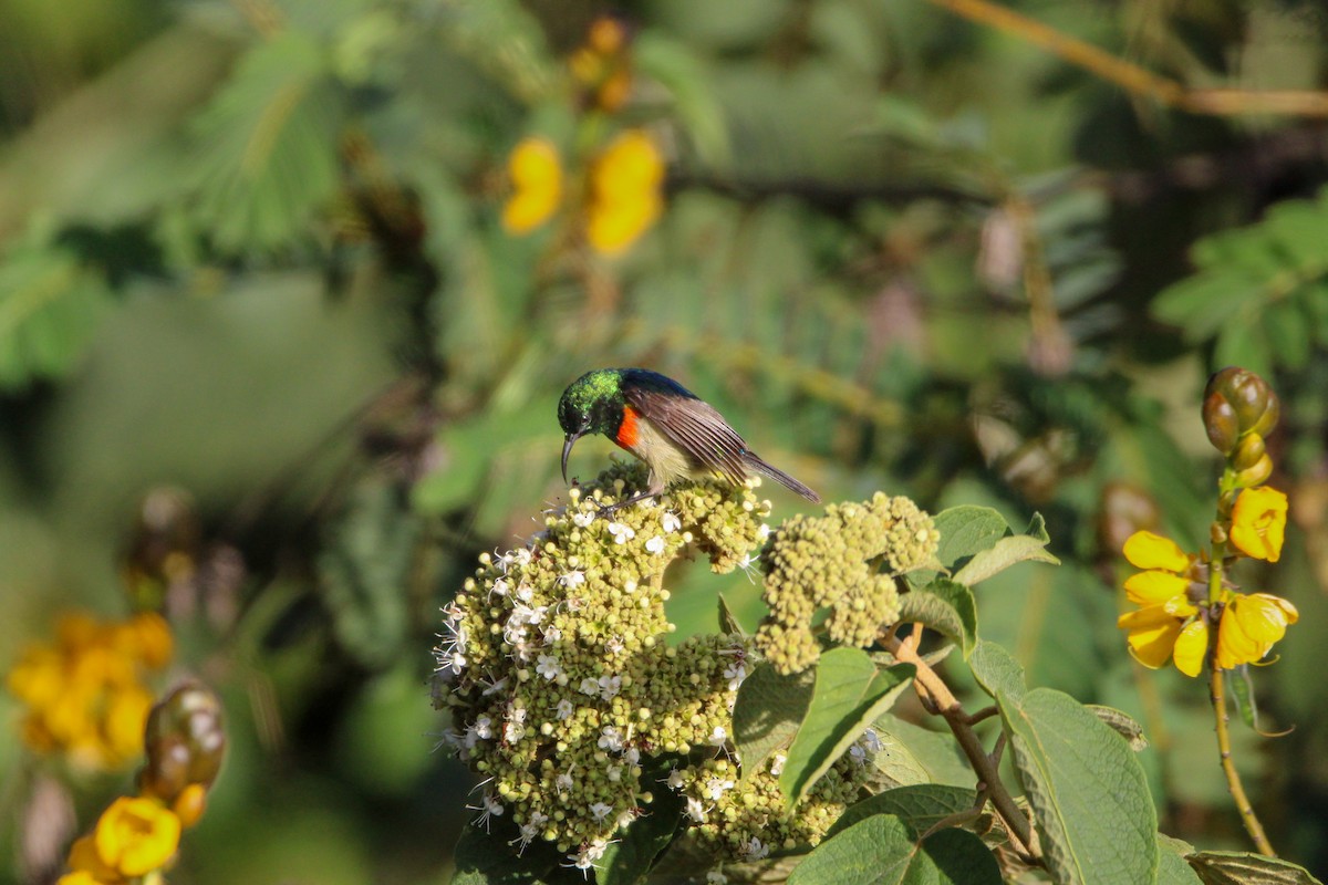 Eastern Double-collared Sunbird - ML642745752