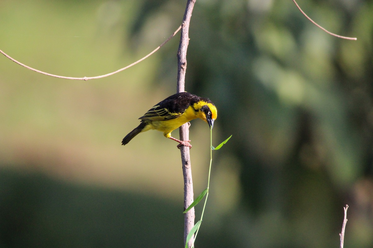 Baglafecht Weaver - ML642745758