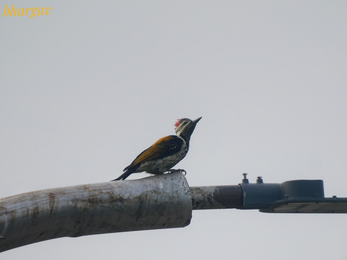 Black-rumped Flameback - ML642745760