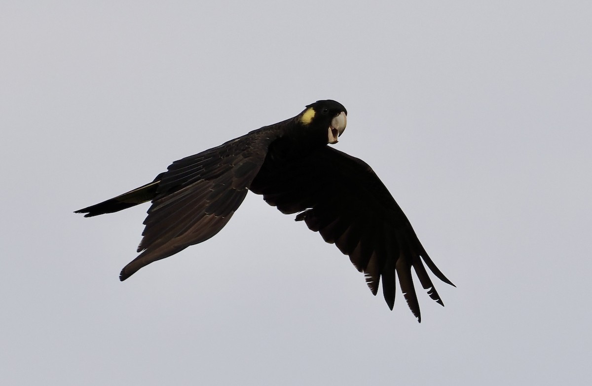 Yellow-tailed Black-Cockatoo - ML642745762
