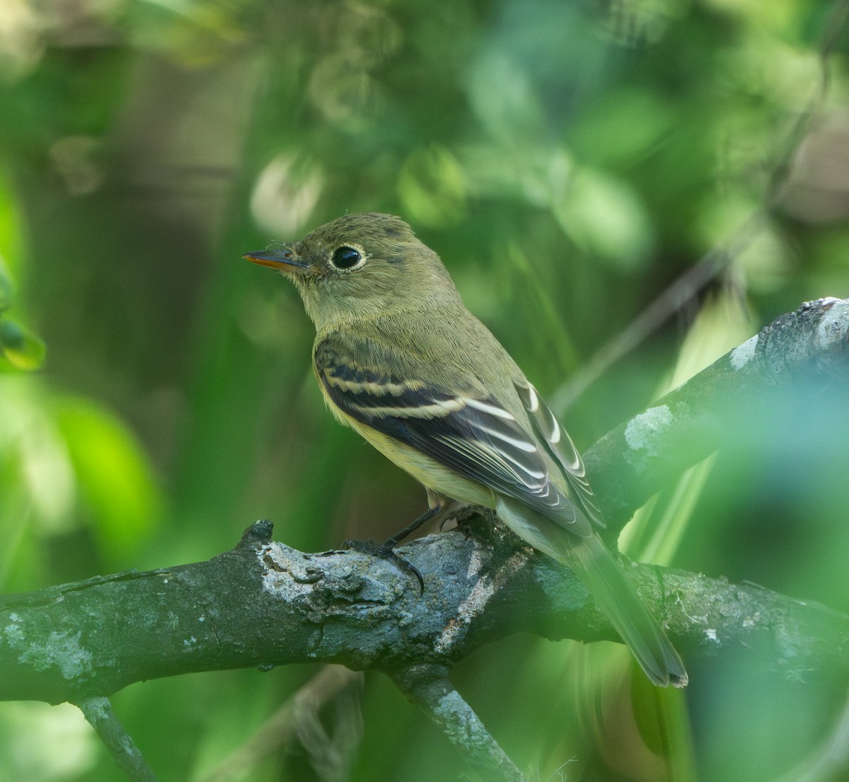 Yellow-bellied Flycatcher - ML642745768