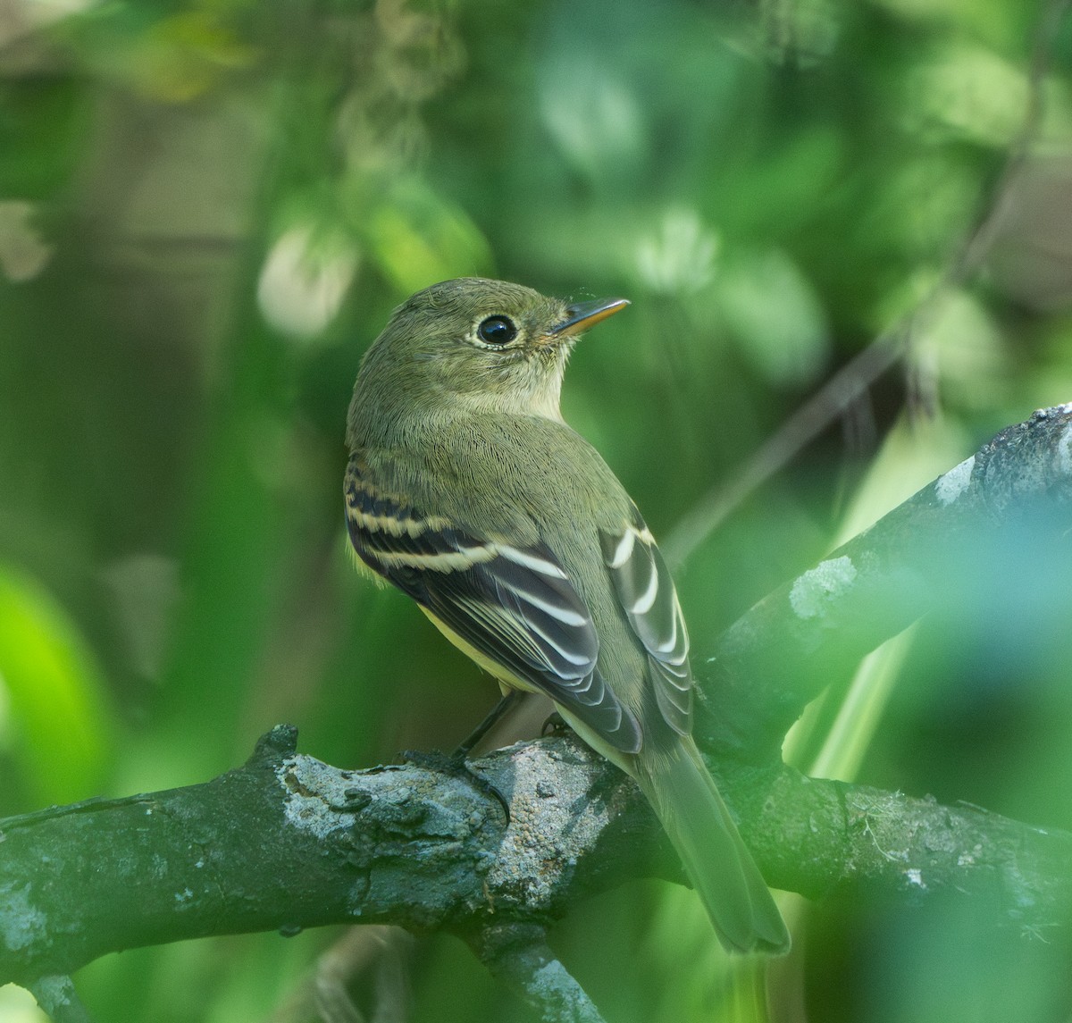 Yellow-bellied Flycatcher - ML642745769
