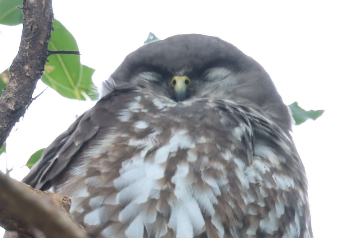 Barking Owl - ML642745770