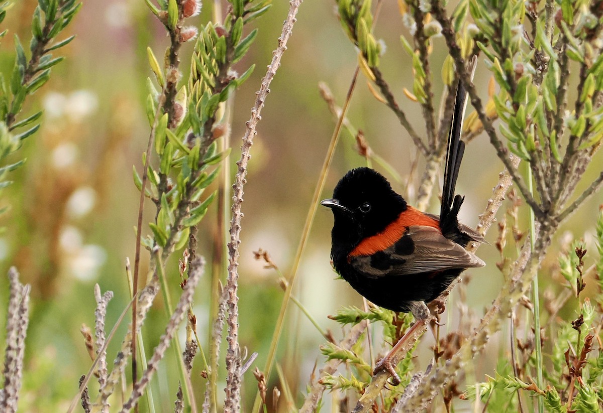 Red-backed Fairywren - ML642745776